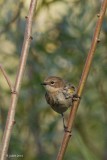 Paruline  croupion jaune (Yellow-rumped warbler)