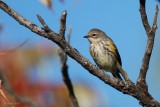 Paruline  croupion jaune (Yellow-rumped warbler)