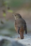 Grive solitaire (Hermit thrush)