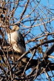 Buse à queue rousse (Red-tailed hawk)