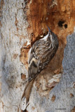 Grimpereau brun (Brown creeper)