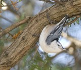 Sittelle  poitrine blanche (White-breasted nuthatch)