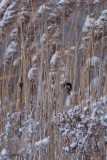 Mésange à tête noire (Black-capped chickadee)