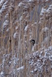 Msange  tte noire (Black-capped chickadee)