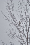 Buse à queue rousse (Red-tailed hawk)