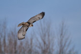 Buse à queue rousse (Red-tailed hawk)