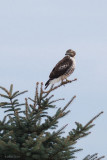 Buse  queue rousse (Red-tailed hawk)