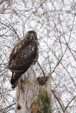 Buse à queue rousse (Red-tailed hawk)