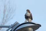 Buse à queue rousse (Red-tailed hawk)
