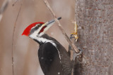 Grand Pic male (Pileated woodpecker)