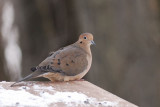 Tourterelle triste (Mourning dove)