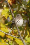 Junco ardois (Dark-eyed Junco)