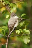 Moucherolle phébi (Eastern phoebe)