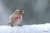 Sizerin flamm (Common redpoll)