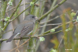 Junco ardois (Dark-eyed junco)