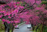 Cherry Blossoms (Sakura) at Mt. Yaedake, Northern Okinawa