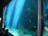 churami Aquarium