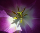 Tulip54.jpg