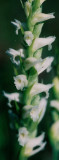 Spiranthes ochroleuca (yellow ladies-tresses) Ossipee, NH  9/2/07