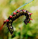 A pretty caterpillar. New Jersey Pine Barrens.