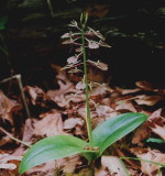 Liparis liliifolia (lily leaved twayblade) entire plant. Va 5/25/09