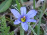 Sisyrinchium montanum  (blue-eyed grass) Johanna Nelson.