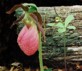  Cypripedium acaule (pink ladys-slipper) with Isotria verticillata (large whorled pogonia)