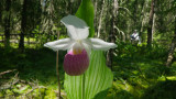C. reginae same plant w. backlighting. (Jackie Nelson)