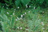 (146-158) Platanthera blephariglottis. On our way home we stopped at Hazelton, PA to feast on the fringed orchids there. 7/23/10
