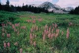 Rocky Mountain wildflowers and orchids 2010