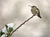 Annas Hummingbird f.