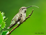 Annas Hummingbird f.