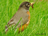 American Robin