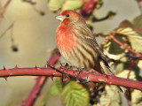 House Finch m.