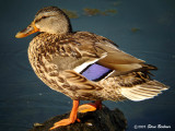 Mallard Hen