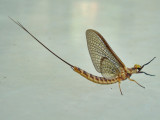 Mayfly