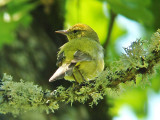 Orange-crowned Warbler