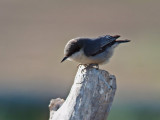 Pygmy Nuthatch