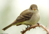 Willow flycatcher