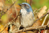 Western Scrub Jay