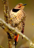 Northern Flicker red x yellow hybrid