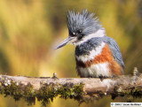 Belted Kingfisher, f.