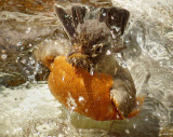 American Robin