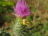 Goldenrod spider