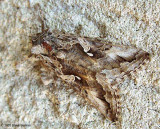 Alfalfa Looper moth