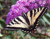 Western Tiger Swallowtail