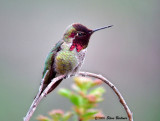 Annas Hummingbird, m.