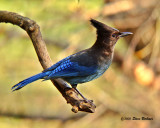 Stellers Jay