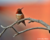 2008; Allen's Hummingbird