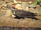 Pileated female drinking